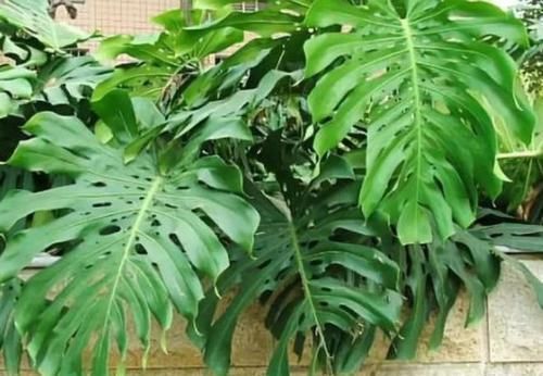  『室内』聪明人都养3种植物，净化空气、助睡眠，深受家人喜爱