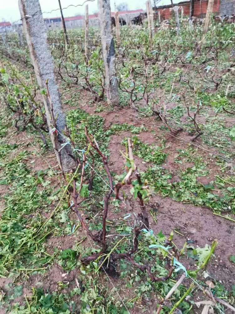  葡萄|葡萄大棚被冰雹打成筛子......一场冰雹 莱西多个乡镇农作物受损