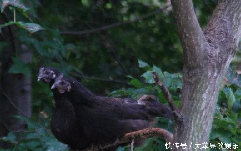  母鸡■三只能顶过一斤人参，越老越值钱，在农村出高价都不卖