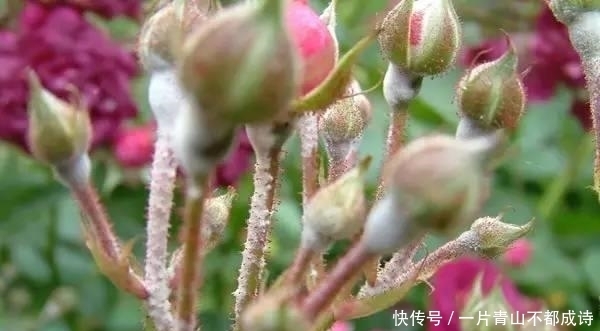 病虫|没想到月季是药罐子,几天没药就长满虫子