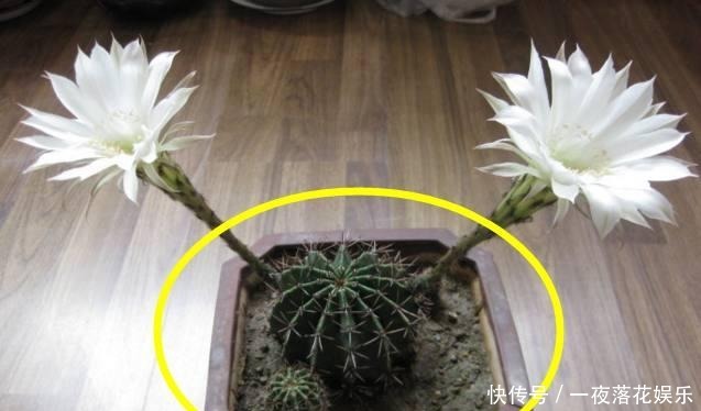  『小区』这些植物几十年不开花，一开花全小区都来参观，你见过没
