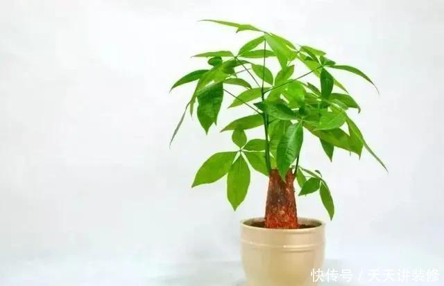 家里|家里什么植物都可以不养,唯独这4种花万万要摆,身体越住越健康