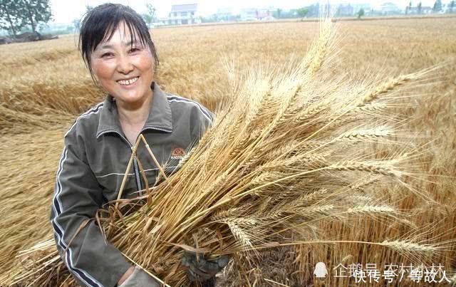 农村这项补贴，5类农民能领，最高能领5000，符合的找村干部