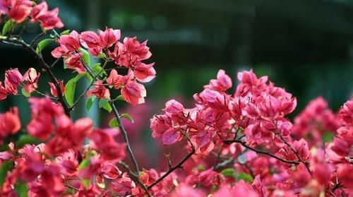  【试试】你养的三角梅为什么不开花?试试这几个方法!