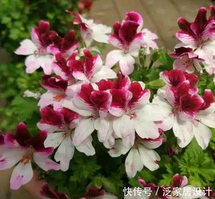  每种■110种天竺葵，每种都超美，看看你认识多少种？
