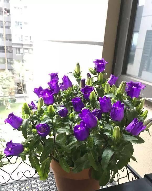  『植株开花之后』.这几种开花是紫色的植物，养在家里紫气东来