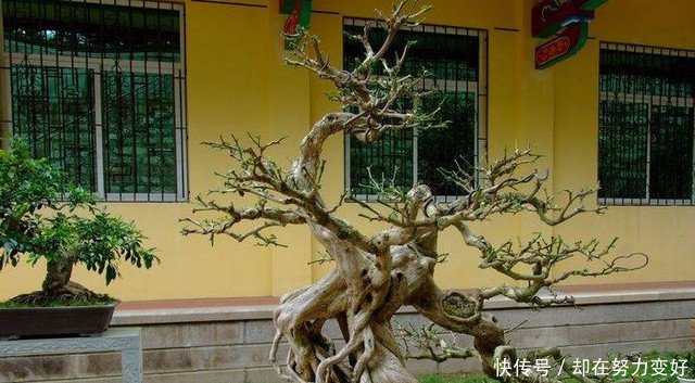 价格几千块的老树根只有农村有，农民不识货把它当柴烧，真是可惜