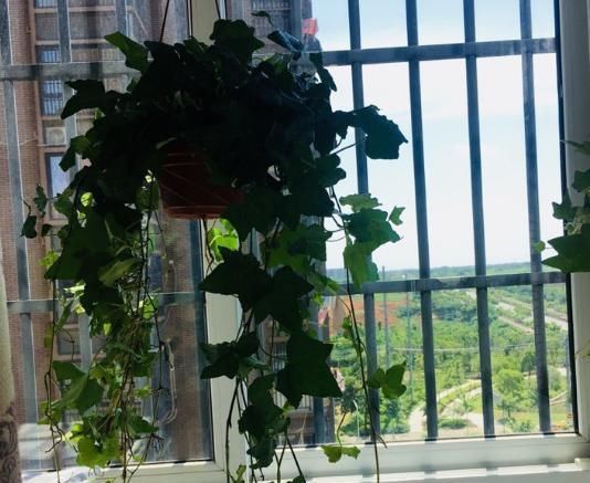  窗前：6种花适合吊起来养，挂在窗前，比窗帘还好看