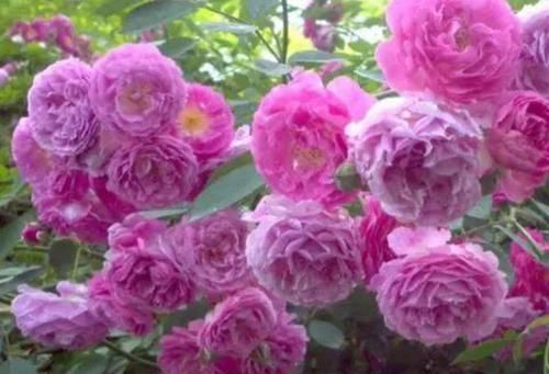 「人人」人人都喜欢的4种花,花朵又大又艳,养起来还省心!