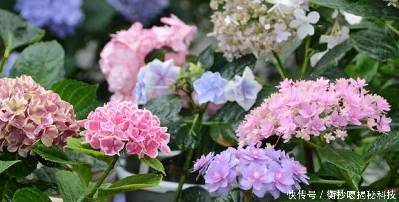 小妙■养花小妙招,花开爆满盆