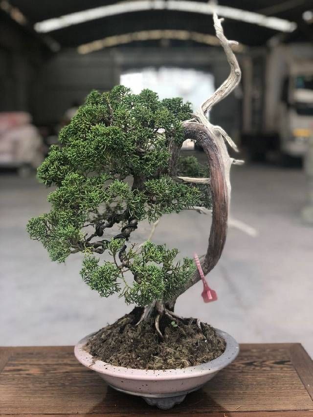  『来看第』农村老伯分享的几盆真柏树盆景，盆盆都是精品，不同角度不同的美