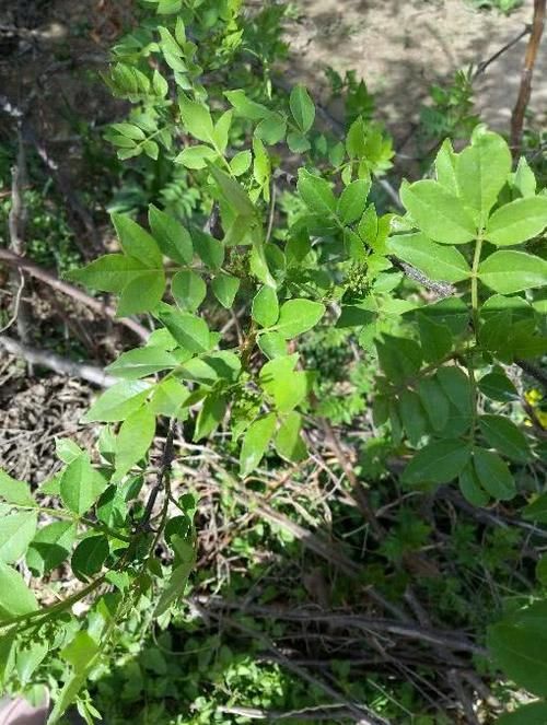 “变废为宝”？过去被农民当柴烧，现在却开始大量种植