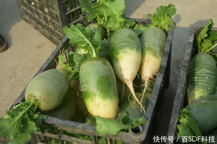  王大哥@农民种植大棚萝卜，4亩创造出6万元效益，农业专家功不可