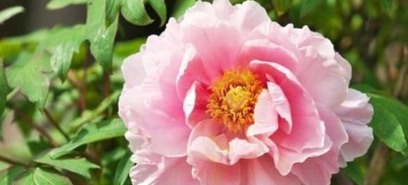  『阳光』牡丹花应该这样养殖,就能够开出漂亮的花,供人们所欣赏