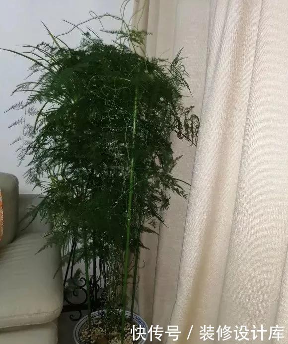 「新芽」春天文竹不冒笋,4处记得改善,做对了新芽猛窜长爆盆!