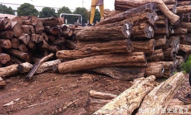 [树木]与紫檀同等价值的树木，木质密集有香味，却经常被农民当