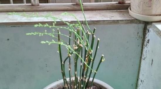 【铜钱草】3种花不怕剃秃头,乱七八糟一通剪,30天后迎来第二春