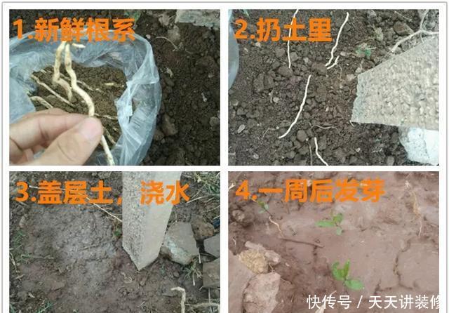  [图片作者]15种超级好养的花，不死鸟居然不是第一，“养花杀手”们试一试吧