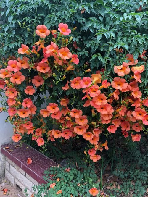  【要养】家里有小院，一定要养的“爬藤花”，开花几百朵，天天赏花海