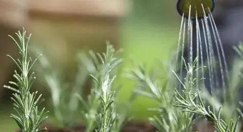 秋季养花，应该在“早晨”浇水吗？老花匠透露：这个“点”才最好