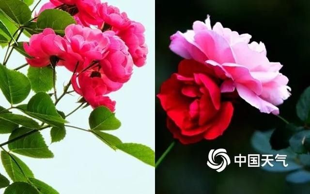  『樱花』天气回暖花开正好，赏花达人速成秘诀看过来