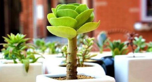  木烂■金钱木烂根了怎么回事,这样处理