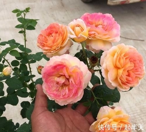  树苗盆栽：开春了，不管阳台大小！建议种这果苗，简单易活，果子随手摘