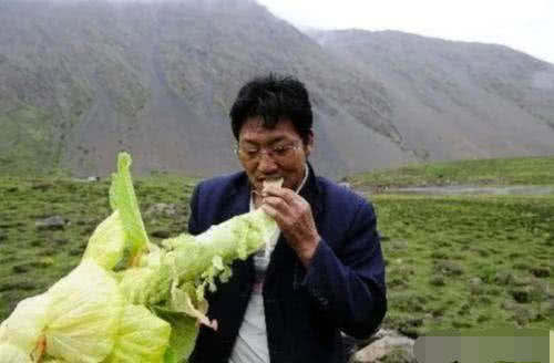 为什么说去川藏线碰到“大白菜”,不要随意采摘?看完涨知识了!