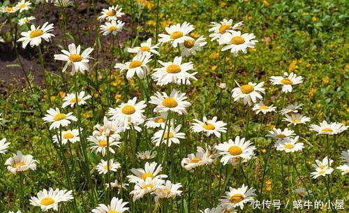  恋恋不舍■6种开花爆盆的小花，养在院里是花海，仿佛置身仙境让人恋恋不舍