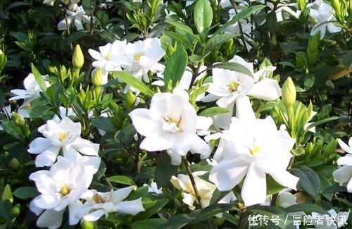  苹果皮|老花农用一斤苹果皮养栀子花，花开洁白，一盆能开20朵