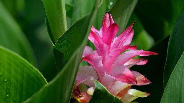 「牡丹」野外1种花,姿色不输牡丹,开花有仙气,快看看你见过没?