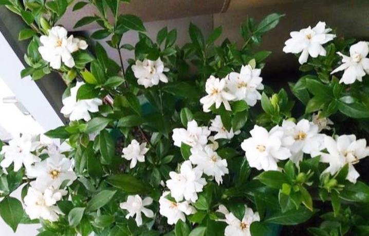  #漂亮#此花是开花小能手，盆栽在阳台，漂亮又好养，值得拥有！
