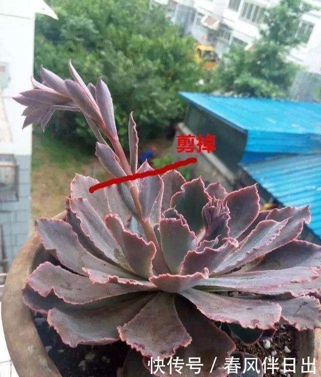小东西|多肉在夏天,垫个“小东西”,不怕浇水不怕晒,越养越漂亮