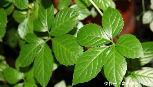 这类野草在村落称是“不老长命药草”，此刻市场上100元一斤！