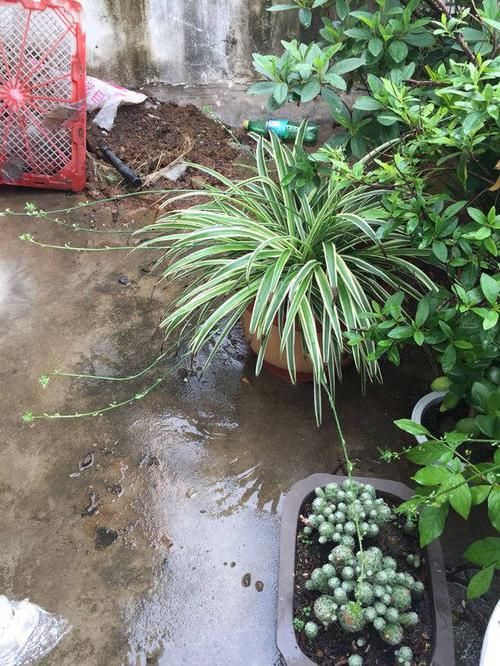 #新居#装修新居有甲醛?摆放几盆绿植,来个“花”样杀毒!安全住新房
