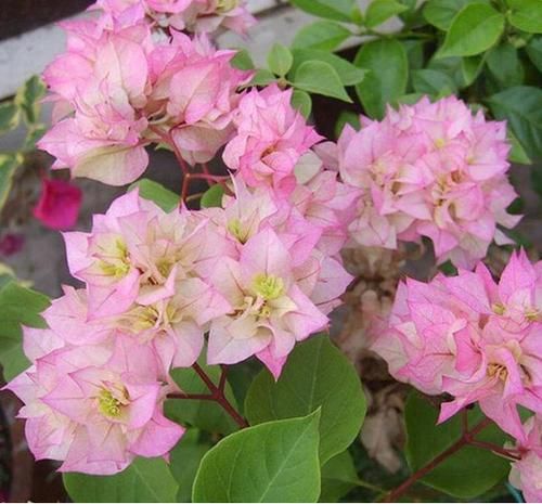  『观赏价值』养好三角梅不难，掌握“3个技巧”，花开不断，只见花朵不见叶！