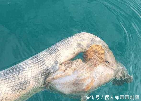  连忙|渔夫海上发现“小白龙”，捞上船一看，知道真相的他连忙扔进水里