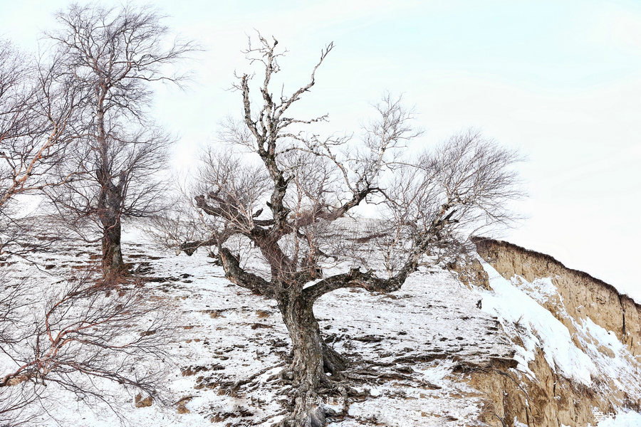 冬季新疆那拉提玩雪全攻略，水墨雪域画中游