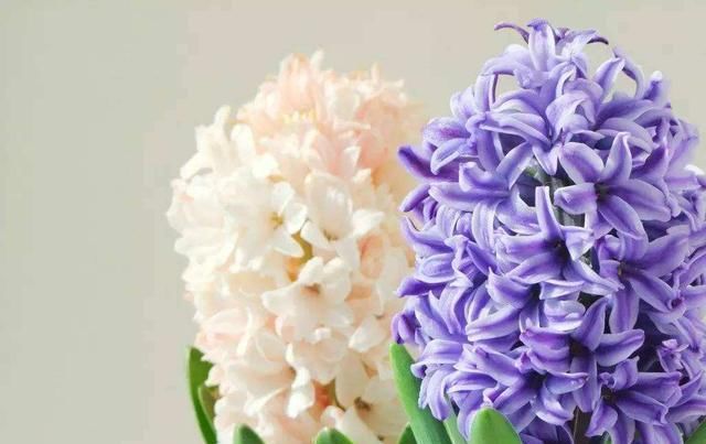  『要及时』风信子开完花，剪一刀埋盆里，水培变土培，很快再开花！