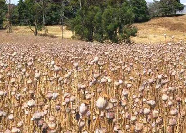 我国最特殊村子，武警24小时持枪看守村民，只因种的作物不一般？