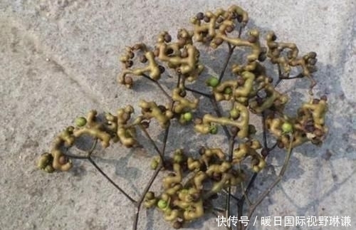  『种果』小时候会去摘1种“鸡爪梨”，褐色的果子独特，如今珍贵、也少见