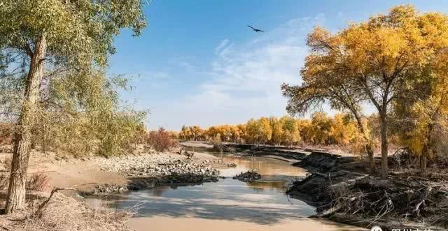 大美新疆，上眼胡杨