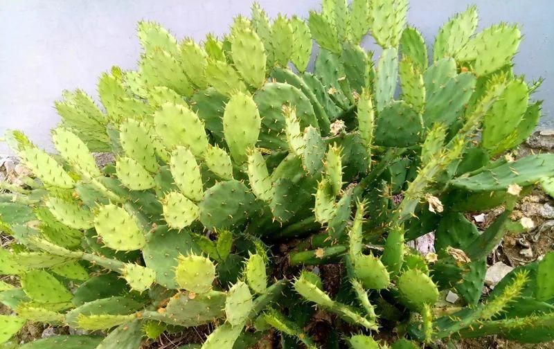  【慎养】这花要慎养，每年砍掉3麻袋，照样蹭蹭长！