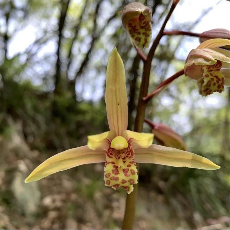  国家■保护秦岭 | 秦岭国家植物园发现 中国最北端野生蕙兰种群