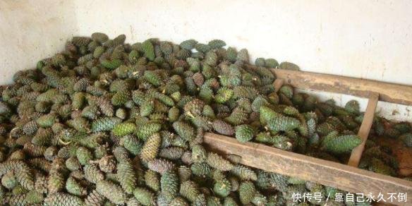 农村住20年都不知道，这个是“野果”这么贵，以前都捡来当柴烧