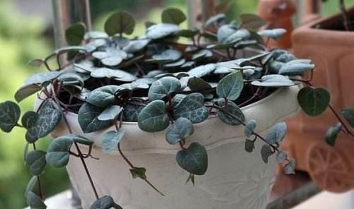  家里：这几款花卉，养在家里清新脱俗，一次花开上百朵，花开香飘溢满屋