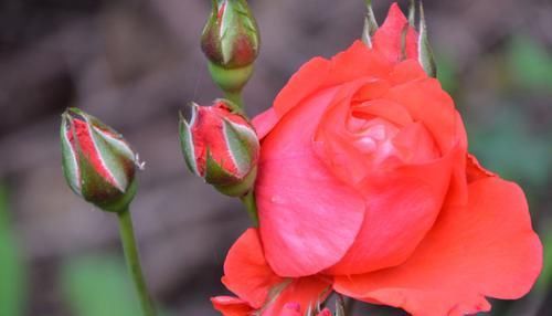  『甜蜜』家养3种“蜂蜜”花，生活甜蜜有滋味，心情愉悦，每天都是好日子