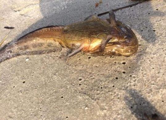 怪鱼被海浪冲上沙滩,没有着急回海,反而在沙滩上漫步