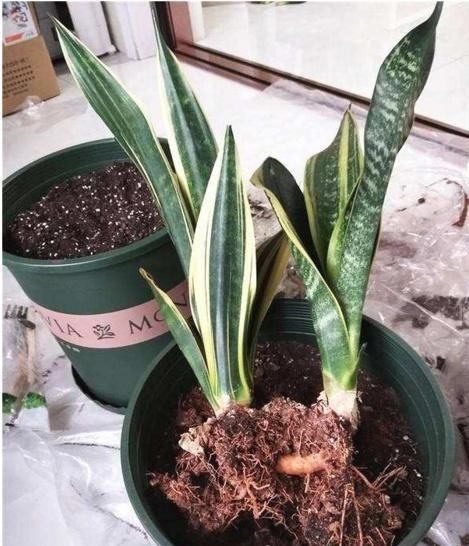  [虎皮兰]最爱“偷吃土”的3种花，再不换盆，年底准“饿死”，别忽视！