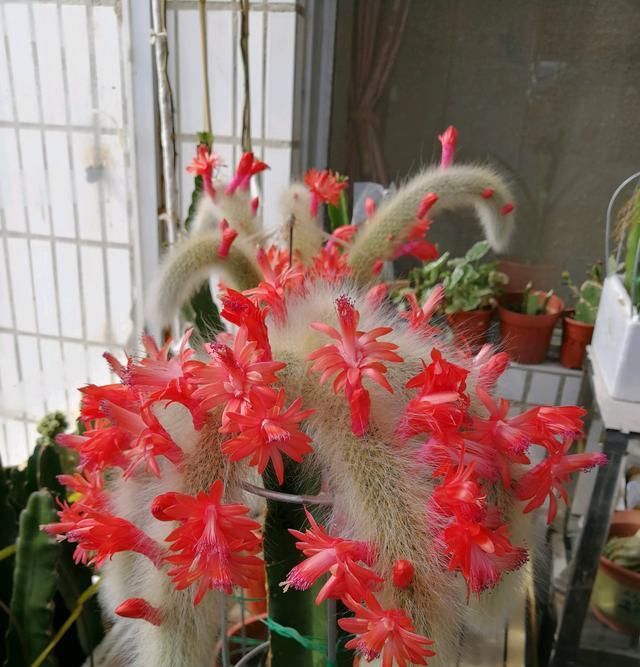  『盆栽』奇特植物—猴尾柱，植株似猴尾，会开花，养护简单，还是盆栽佳品